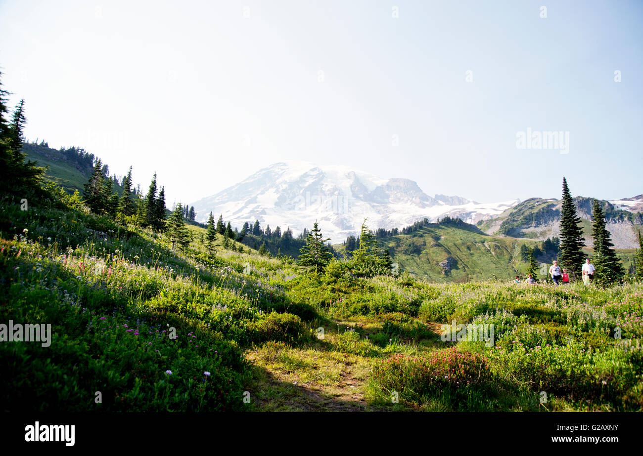 Beautiful Mt Rainier national park in summer Stock Photo Alamy
