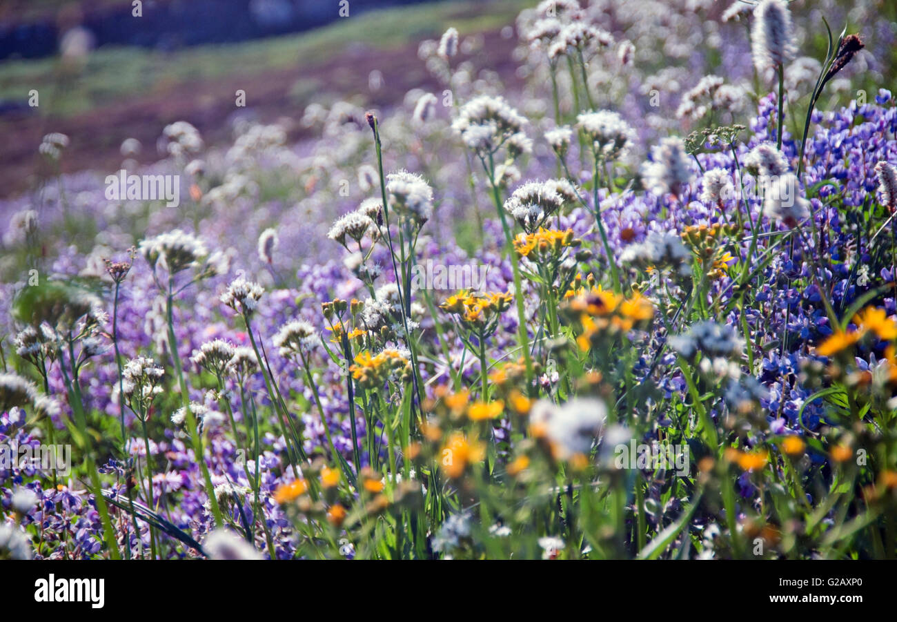 Wild flowers paradise afternoon in Mt Rainier National park. Stock Photo