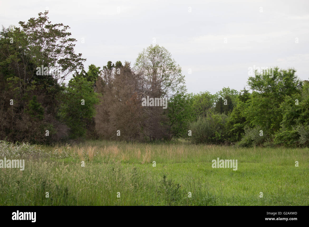 The cedars virginia hires stock photography and images Alamy