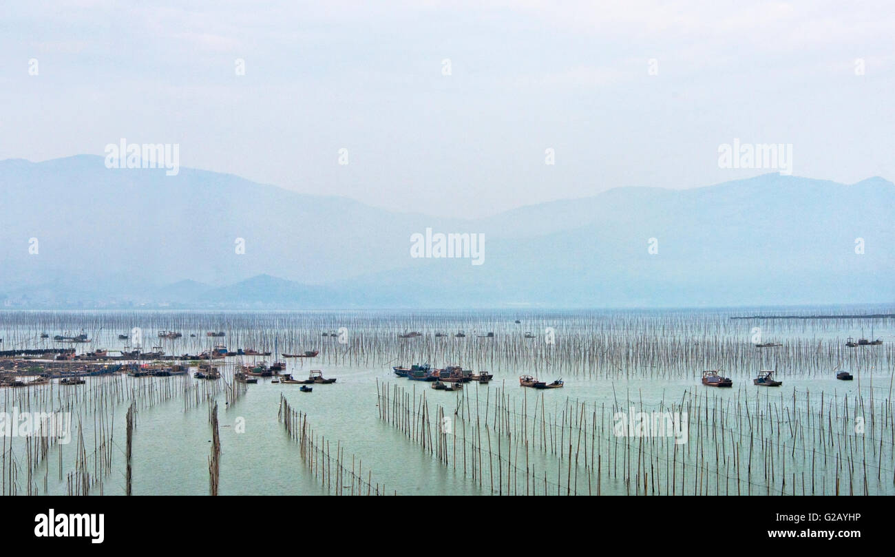 Fishing boats with bamboo poles of seaweed farm, coast of East China Sea, Xiapu, Fujian Province, China Stock Photo
