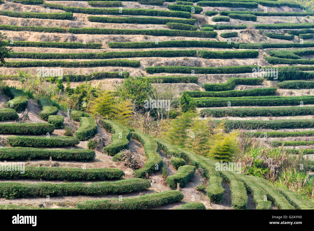 Terraced Wulong tea plantation, Nanjing County, Fujian Province, China Stock Photo