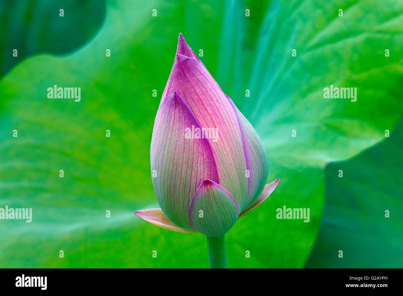 Lotus bud, Fujian Province, China Stock Photo