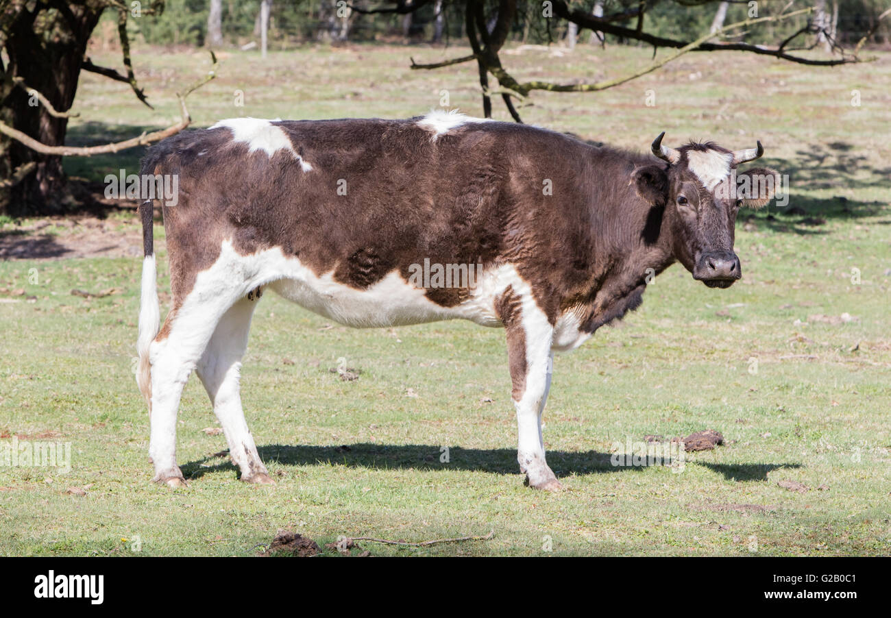 Black and white cow standing in a pasture in Holland Stock Photo - Alamy