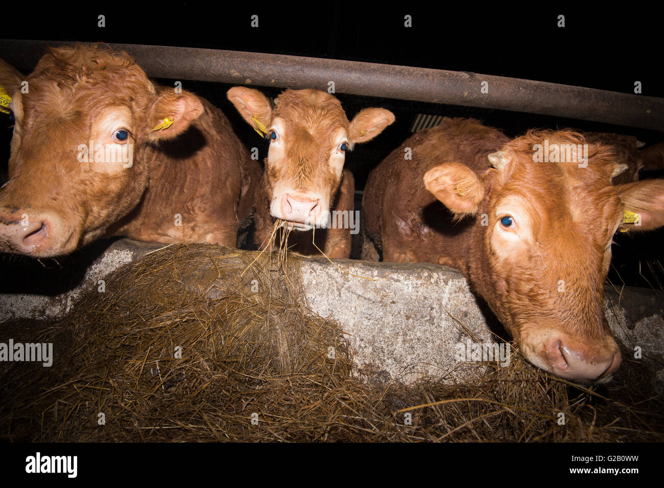 Close Up Of Limousin Cows Feeding In The Dark In A Barn In Stock