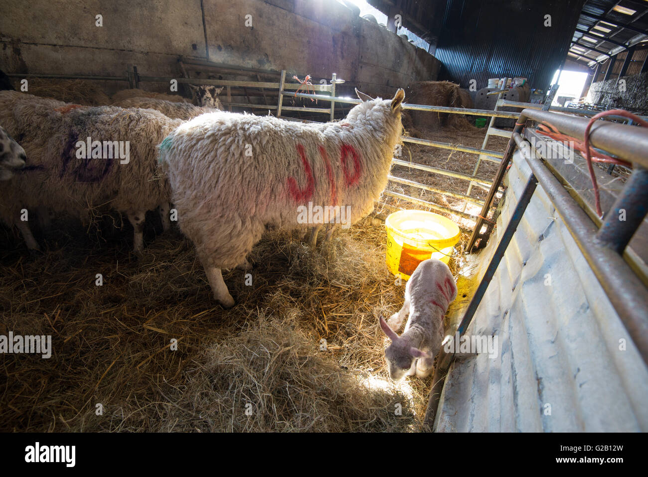 Sheep and their lambs feeding, inside a barn on a farm in Derbyshire