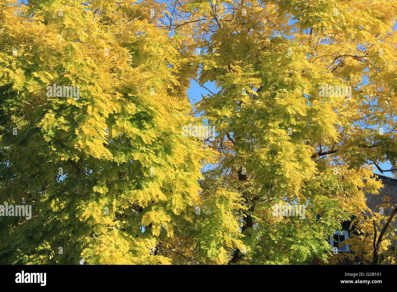 Autumn foliage of a tree in Auckland, New Zealand Stock Photo