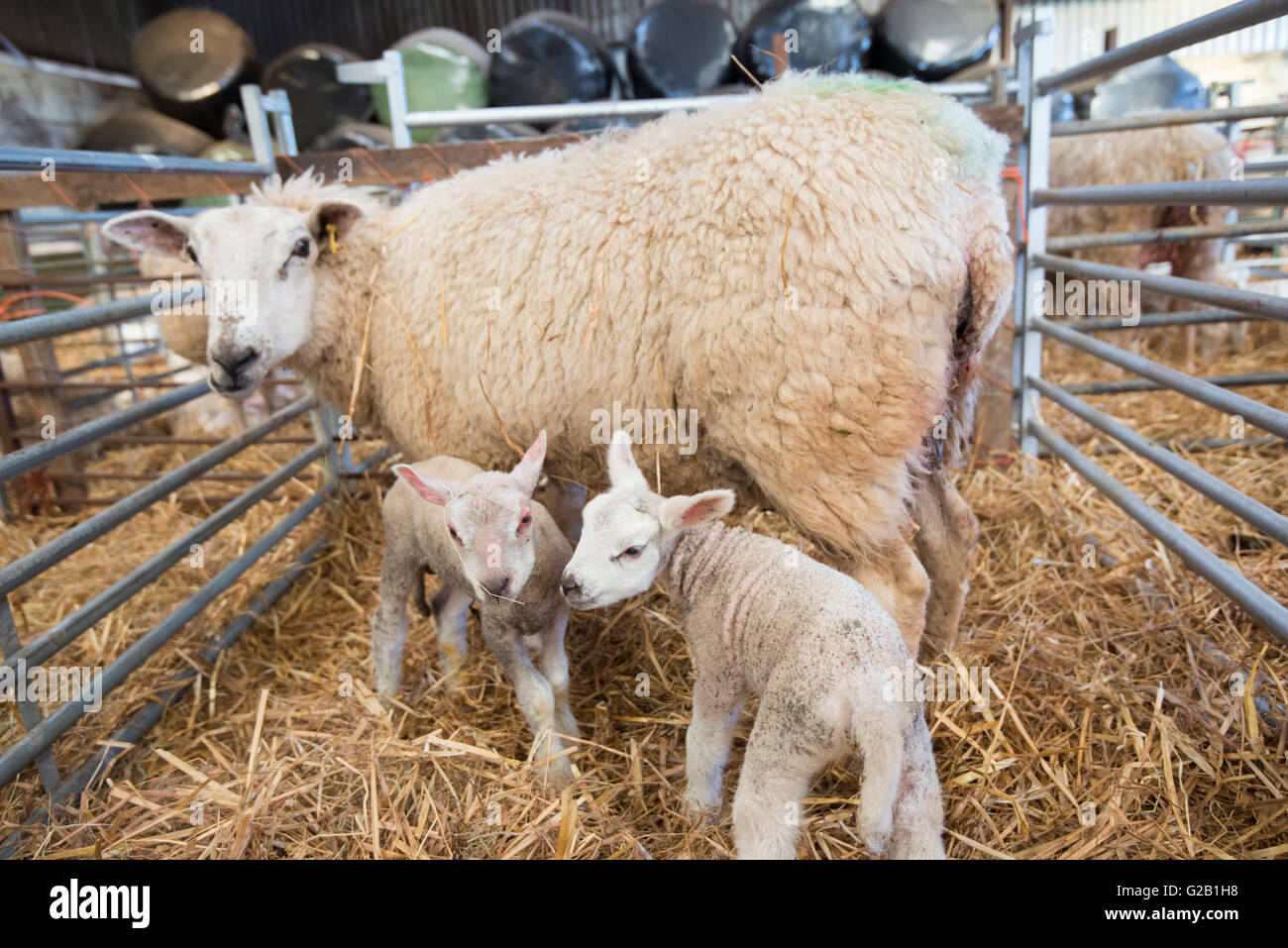 A sheep with her newborn lambs, inside a barn on a farm in Derbyshire ...