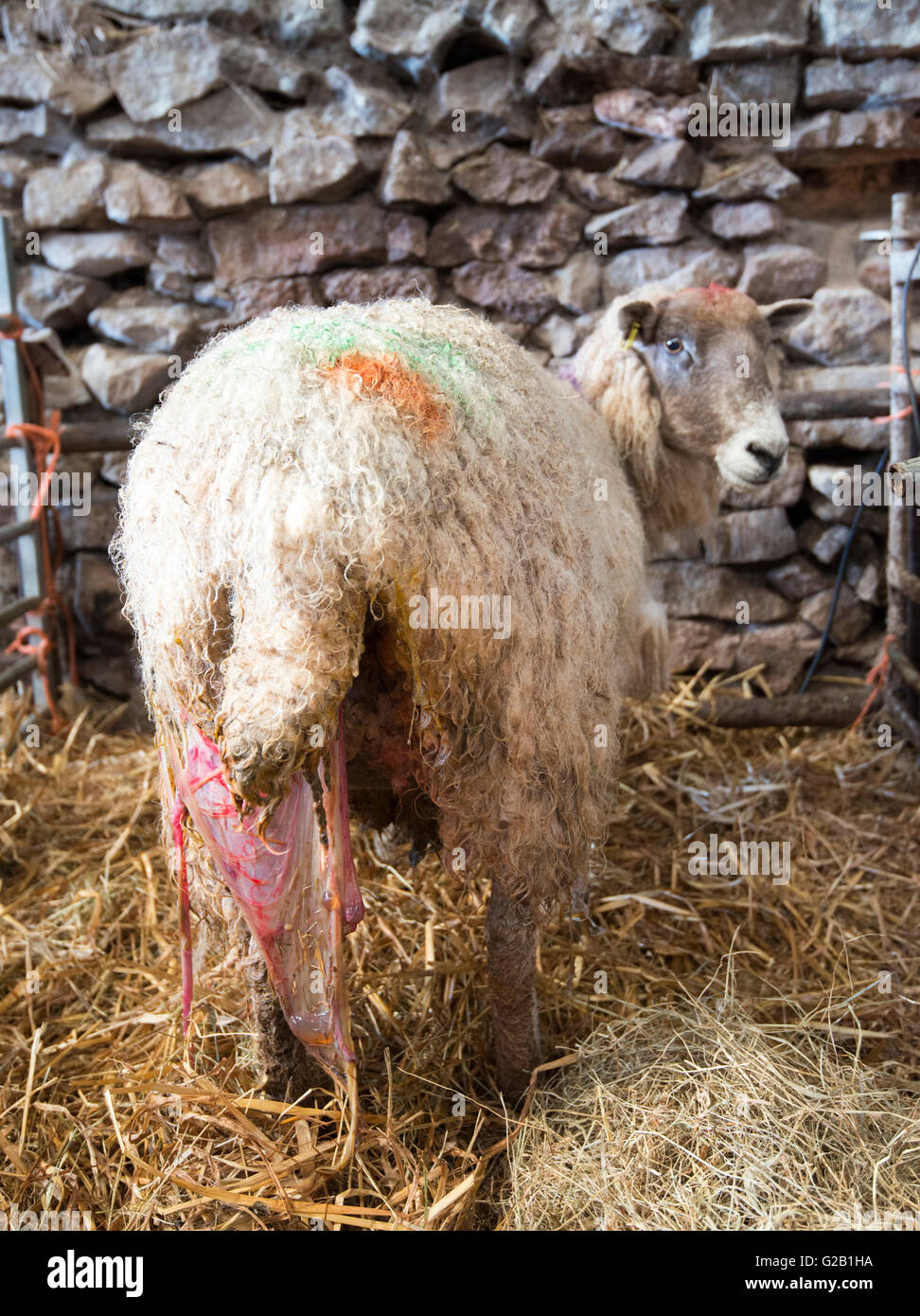Sheep still carrying a placenta after giving birth, inside a barn on a