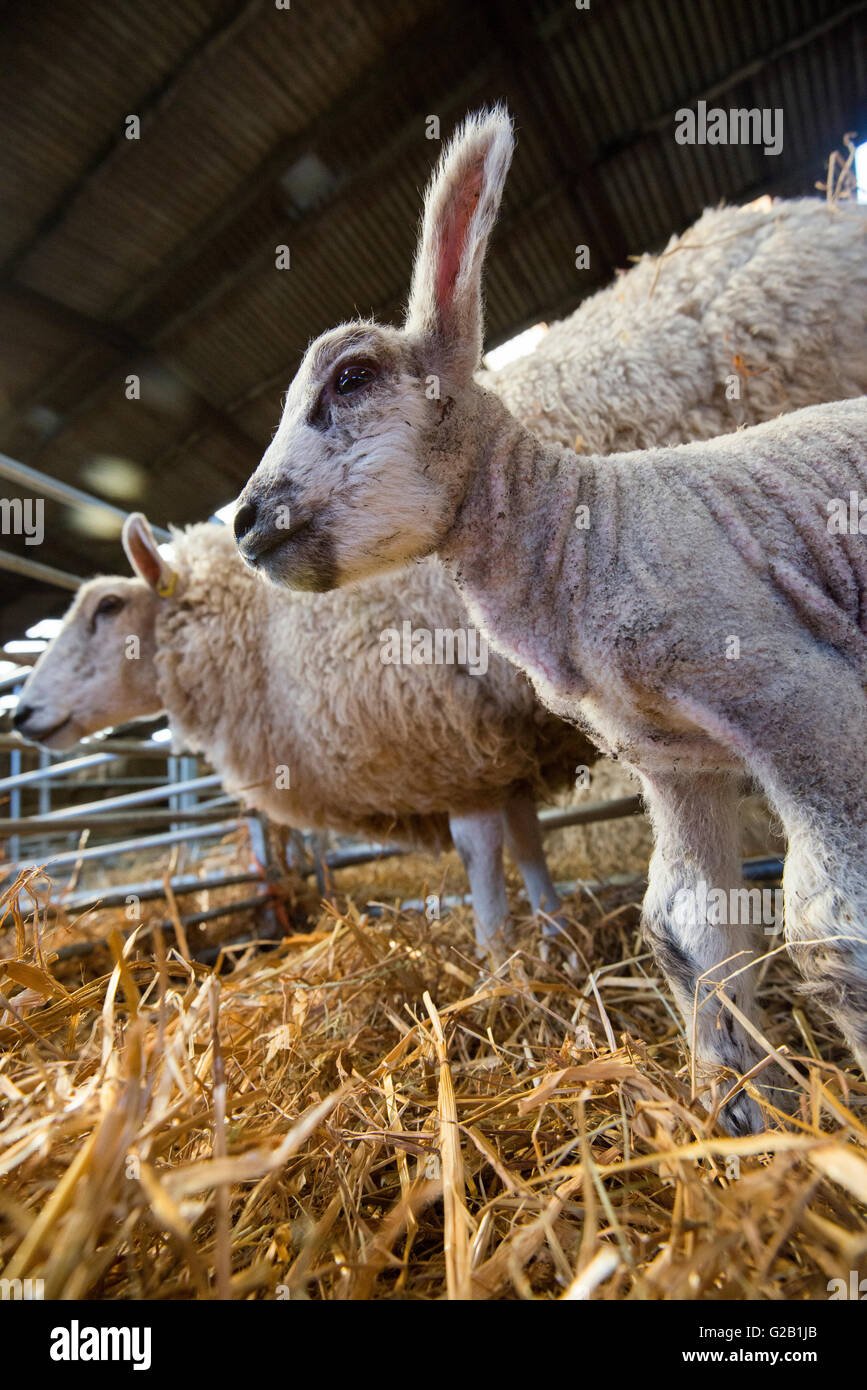 Lamb Baby Rabbit Mum rabbit hi-res stock photography and images - Alamy