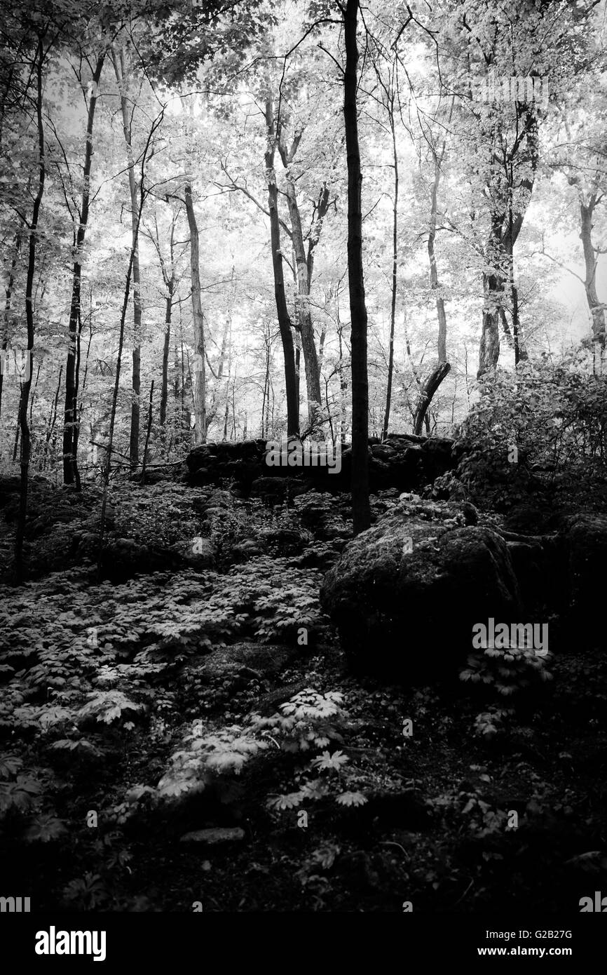 Woods black and white hi-res stock photography and images - Alamy