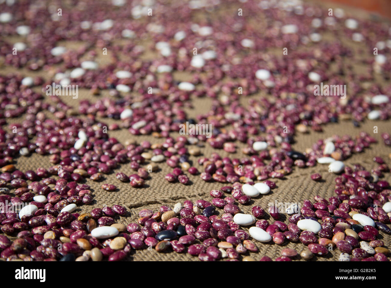 Beans drying in the sun on the Annapurna Circuit in Nepal Stock Photo