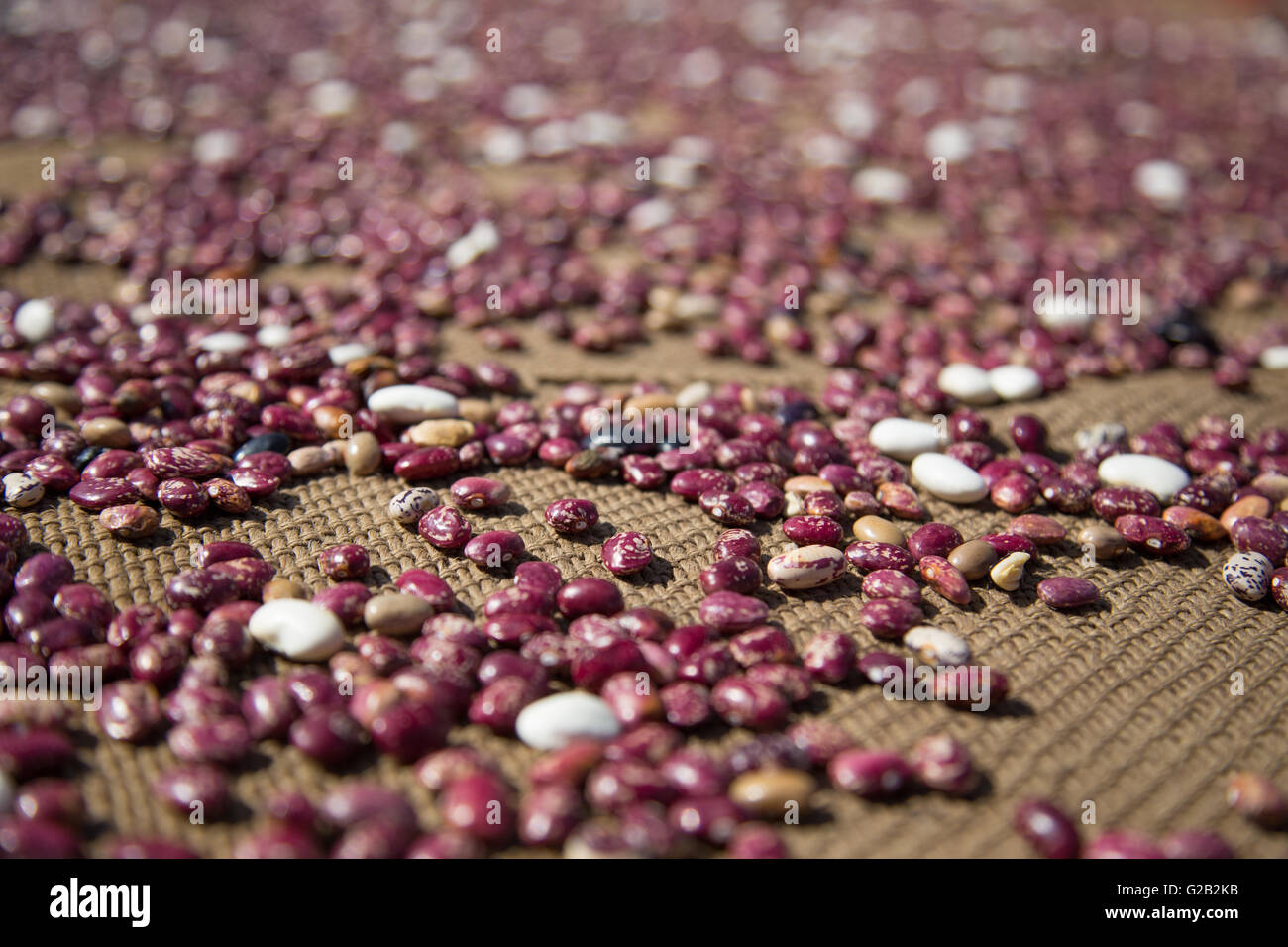 Beans drying in the sun on the Annapurna Circuit in Nepal Stock Photo