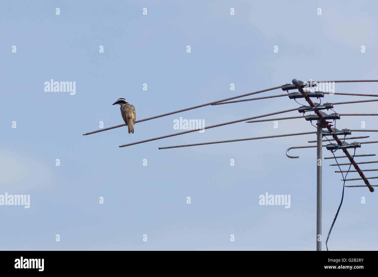 Costa Rican Boat Billed fly catcher on a TV antenna Stock Photo