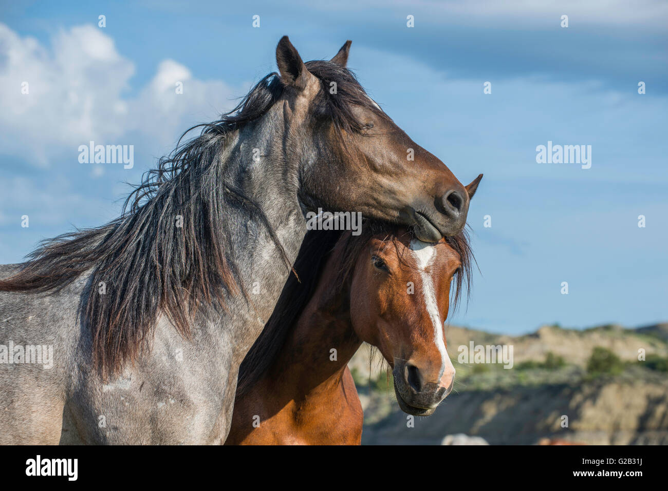 Wild Horses, (Equs ferus), Mustangs grooming, bonding, Feral, Theodore Roosevelt National Park, N. Dakota, USA Stock Photo