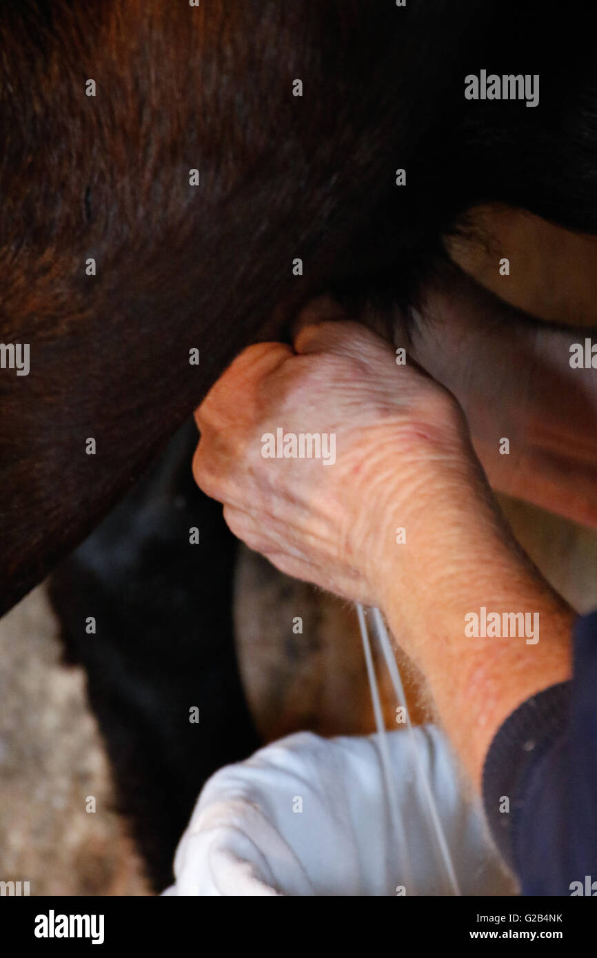 Older woman milking a goat Stock Photo
