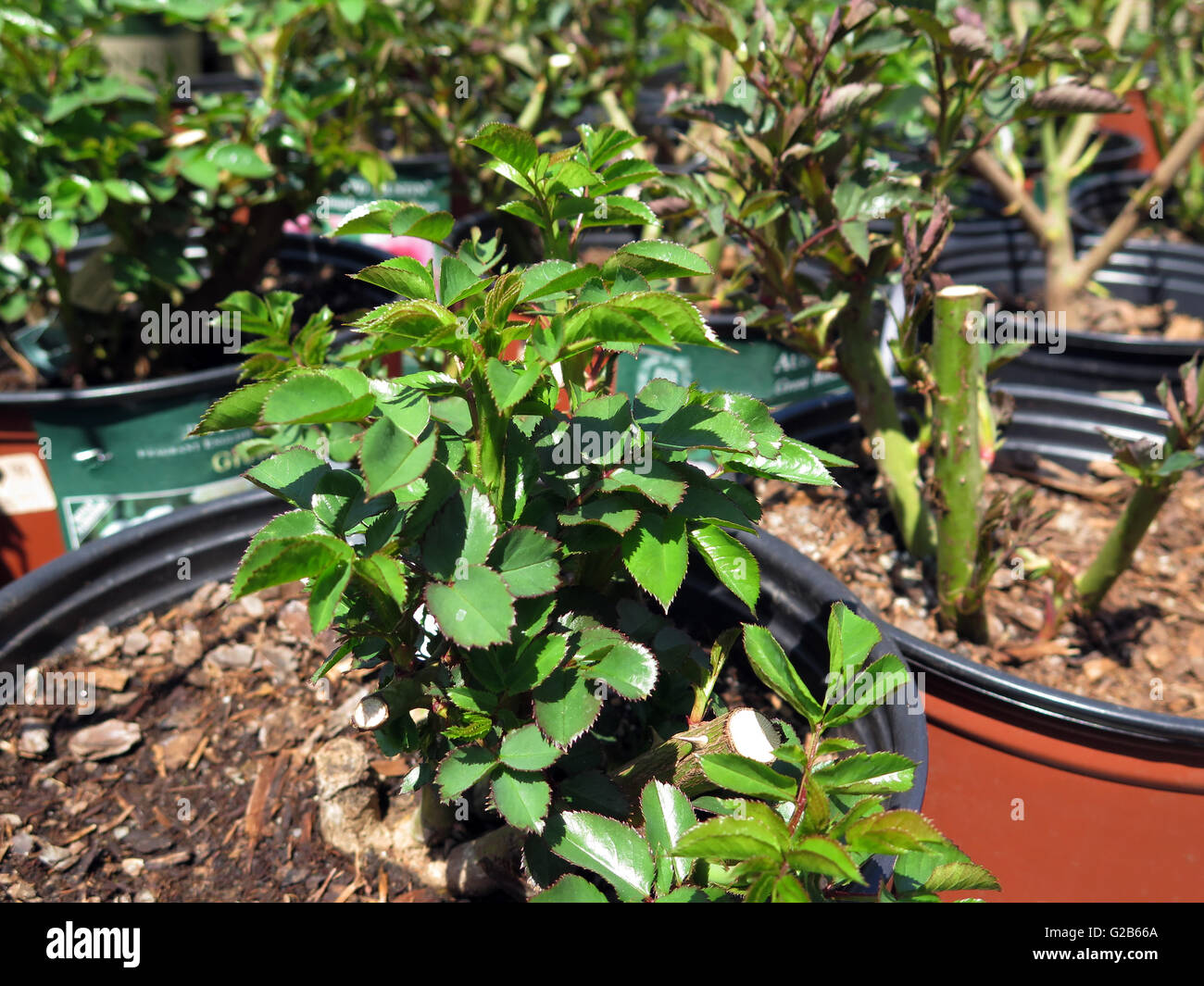 Rose bushes for sale at a nursery in springtime. Stock Photo