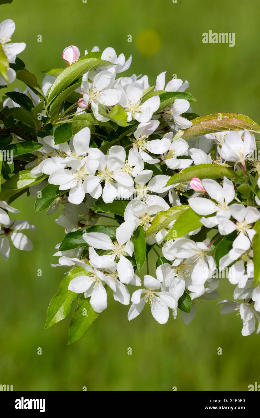 Honeycrisp™ Apple, Malus x 'MN 1711', Monrovia Plant