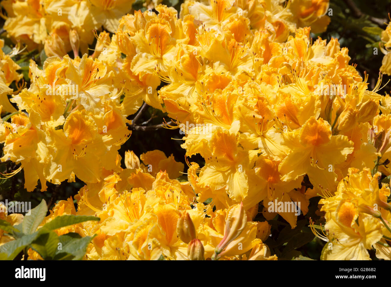 Bright yellow and orange late spring flowers of the Knap Hill azalea, Rhododendron 'Marion Merriman' Stock Photo