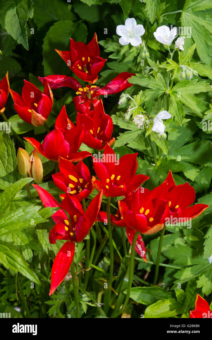 Massed red flowers of the species botanical tulip, Tulipa sprengeri. in a late spring border Stock Photo
