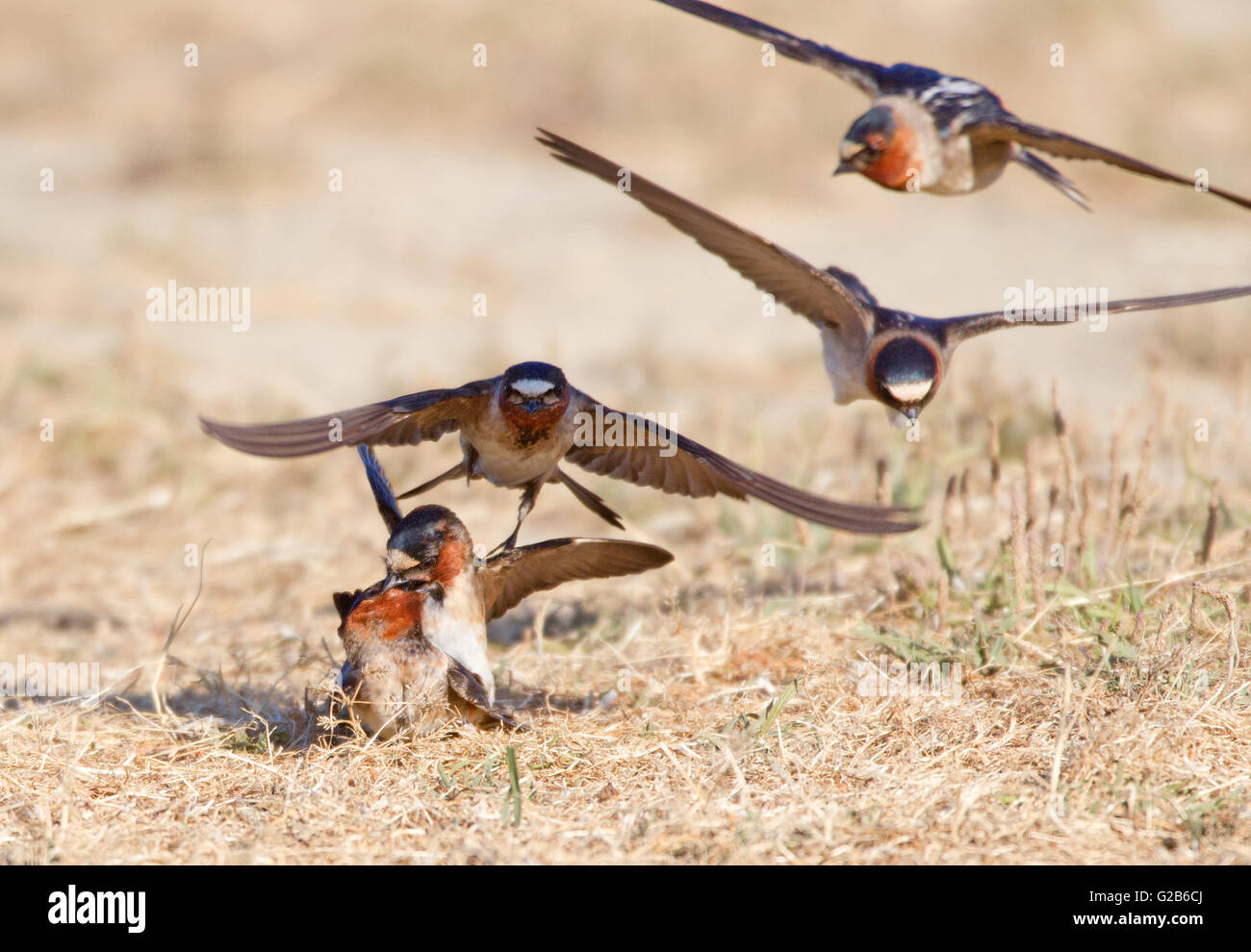 Cliff Swallows Fighting Stock Photo