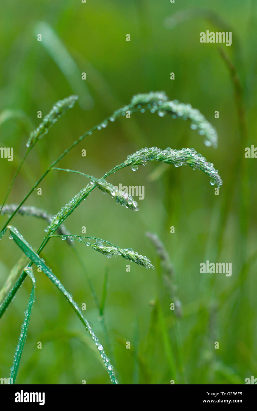 Grass tassel hi-res stock photography and images - Alamy