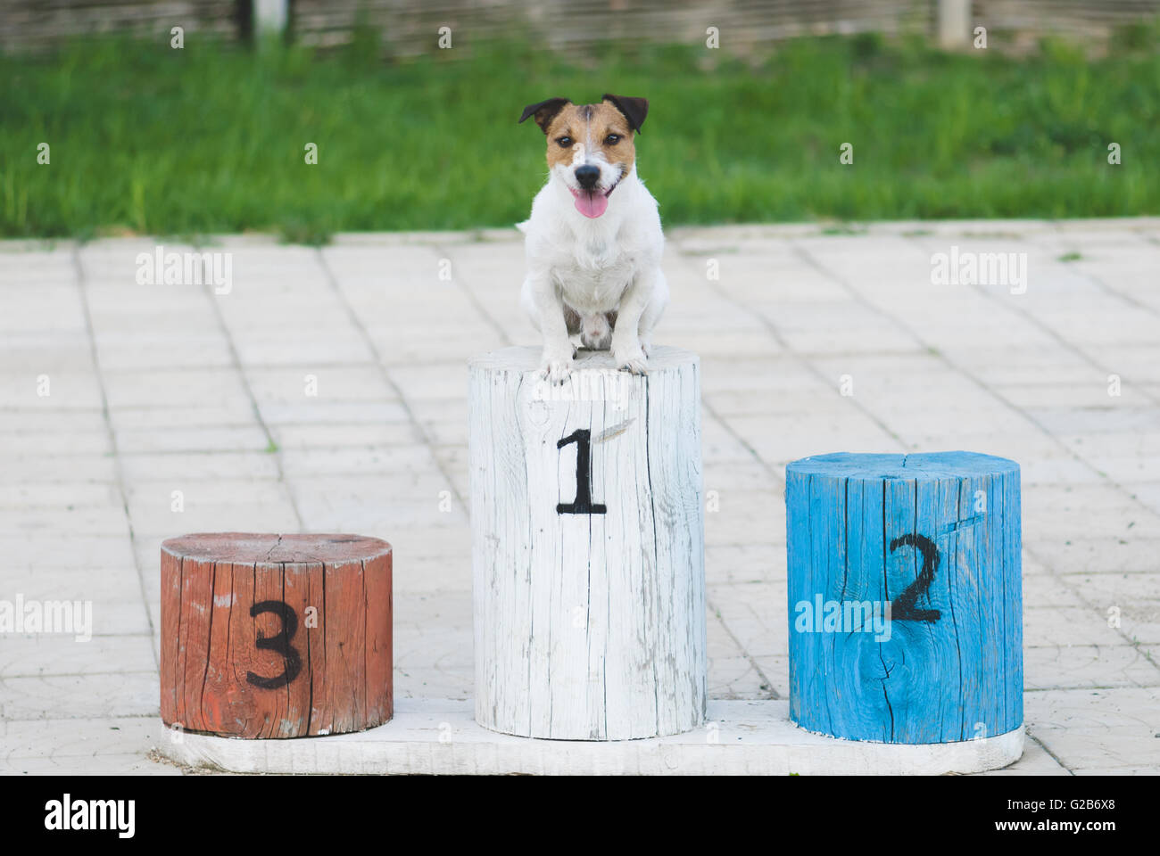 Champion dog on a pedestal gets award for winning the first place Stock Photo