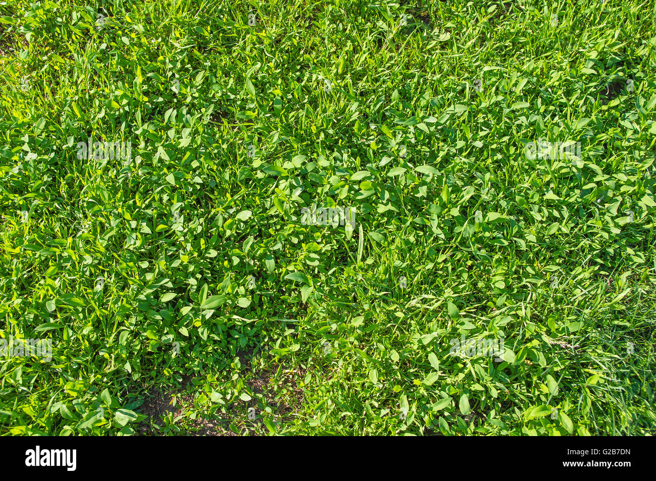 closeup In the meadow green grass. Spring bright sunny day. The ...