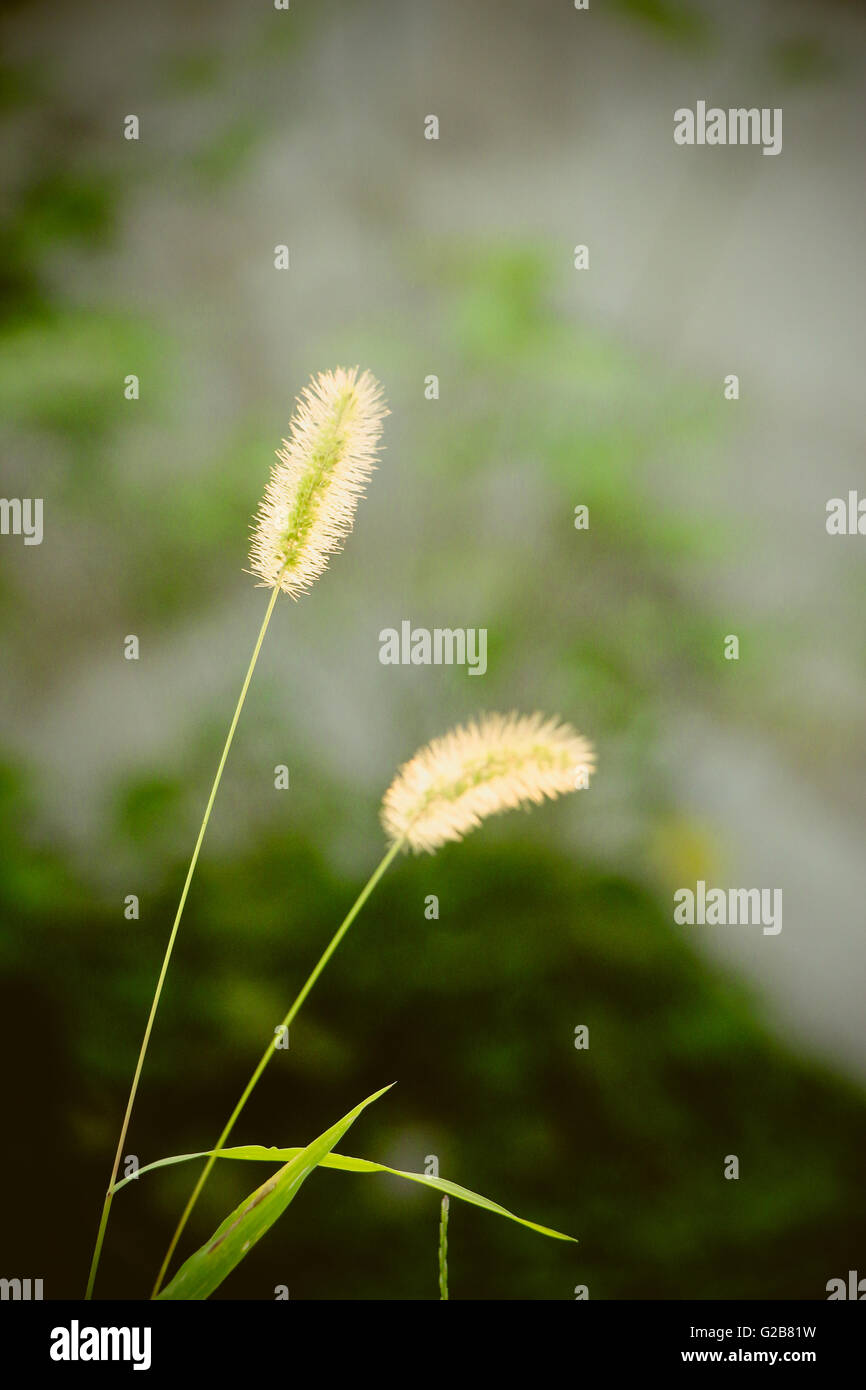 Close up of the green foxtail grass with bokeh background. Stock Photo