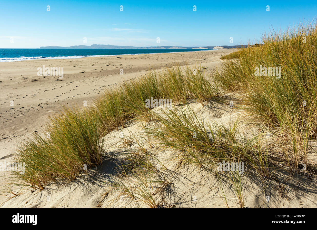 California, Point Reyes National Seashore, Limantour Beach, sand dunes, beach grass Stock Photo