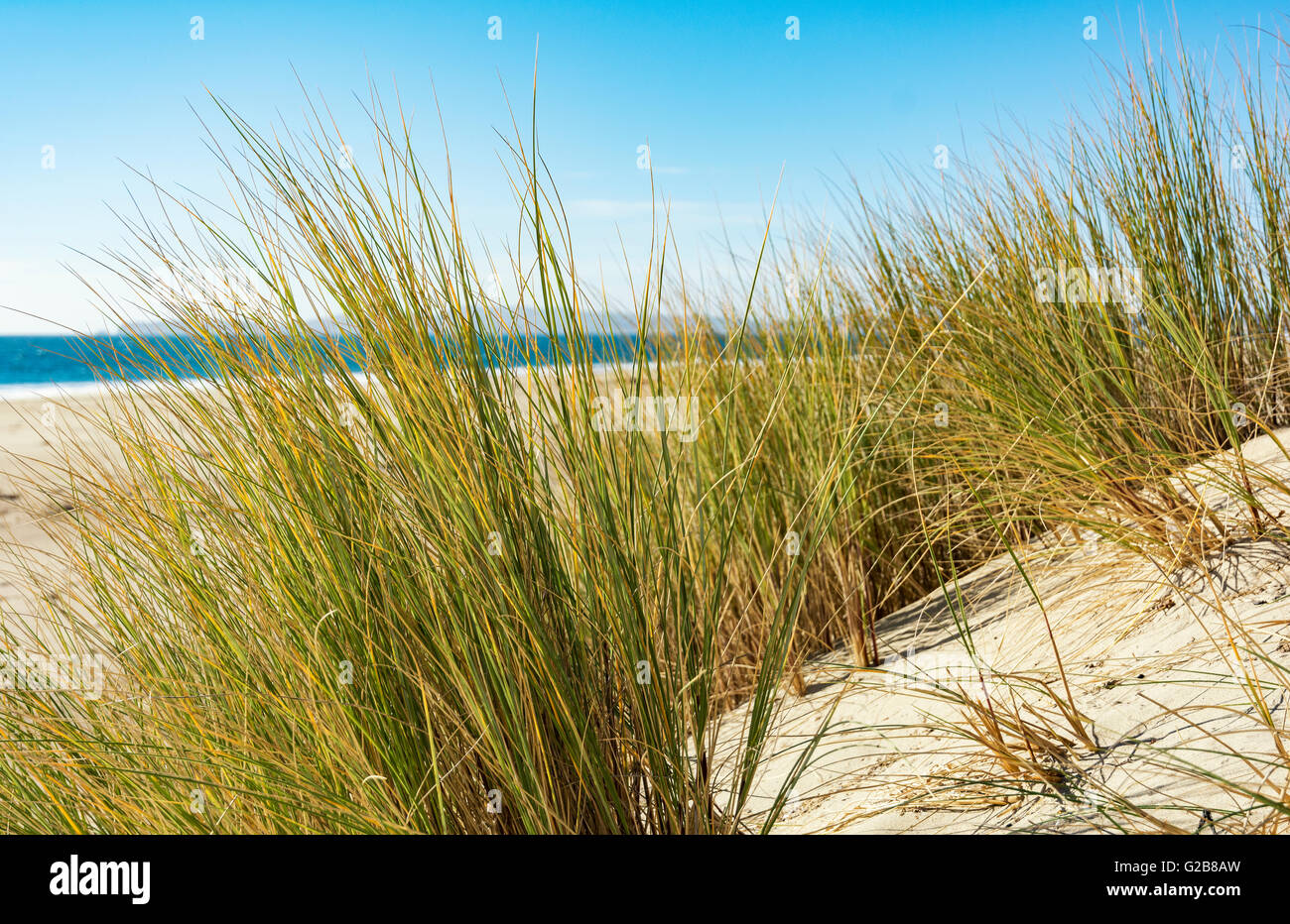 California, Point Reyes National Seashore, Limantour Beach, sand dunes, beach grass Stock Photo