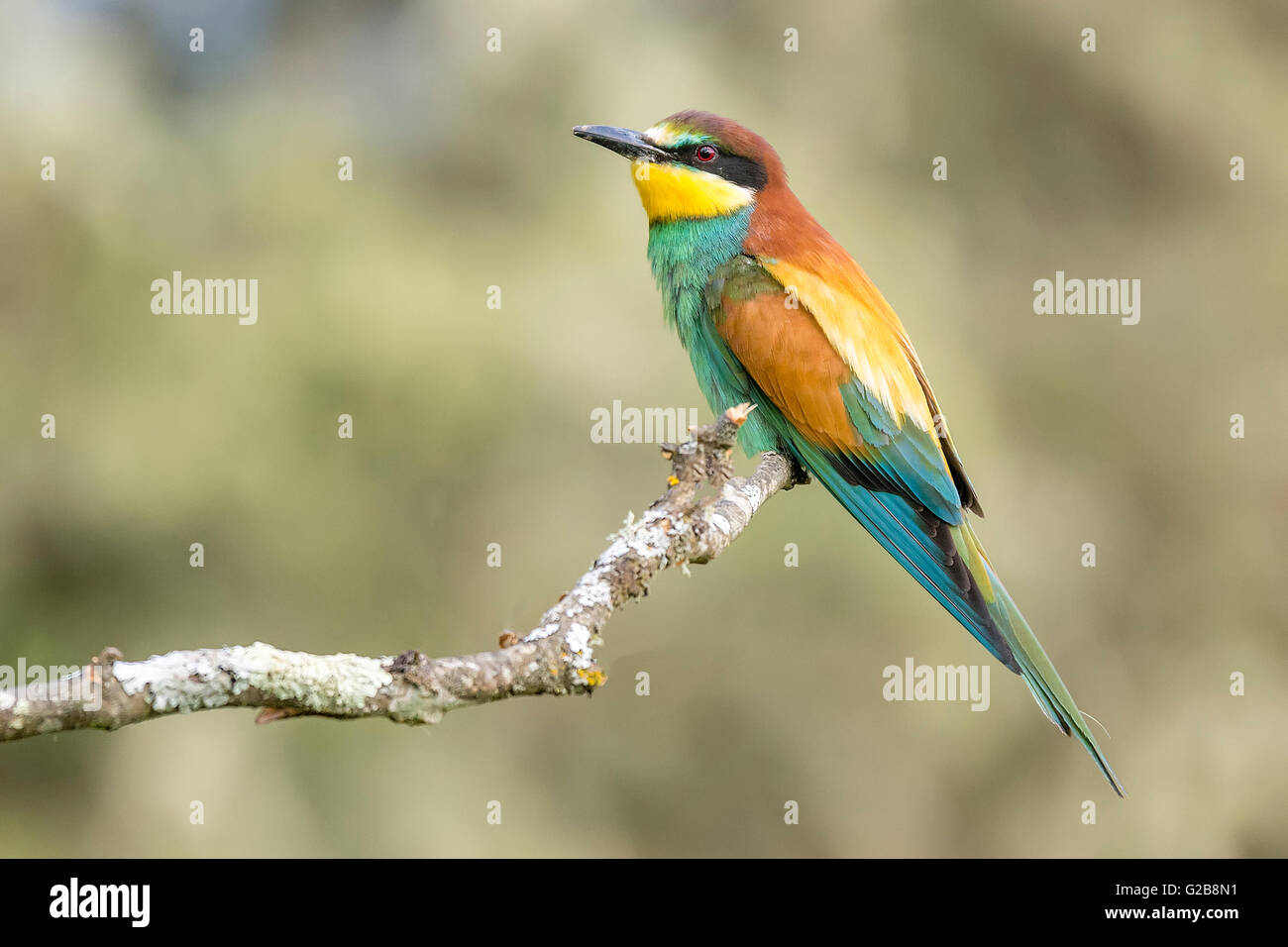 Bee b hi-res stock photography and images - Alamy