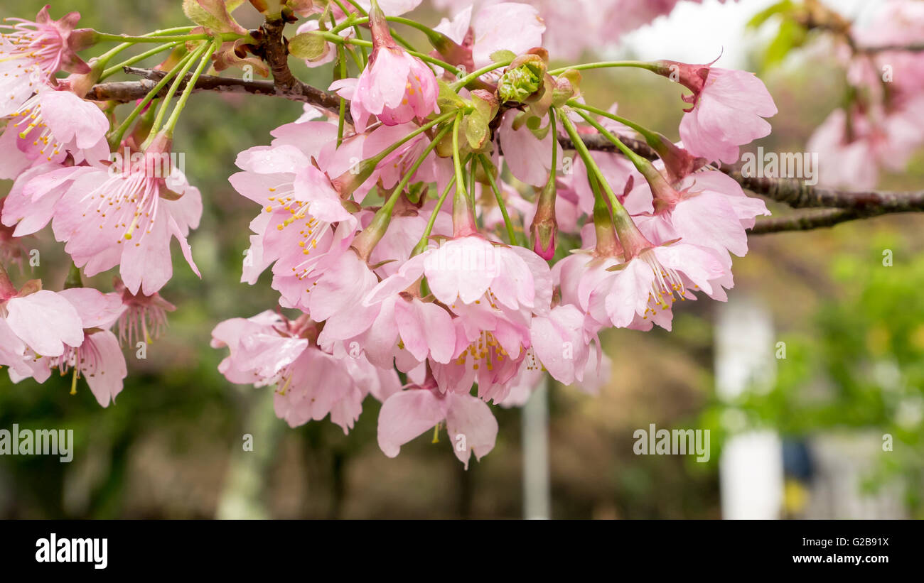 The close up of pink sakura flower branch (cherry blossom Stock Photo ...