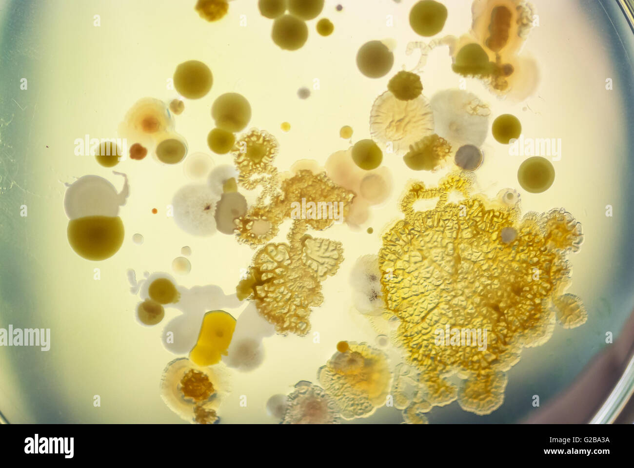 bacteria in soft yellow light Stock Photo Alamy