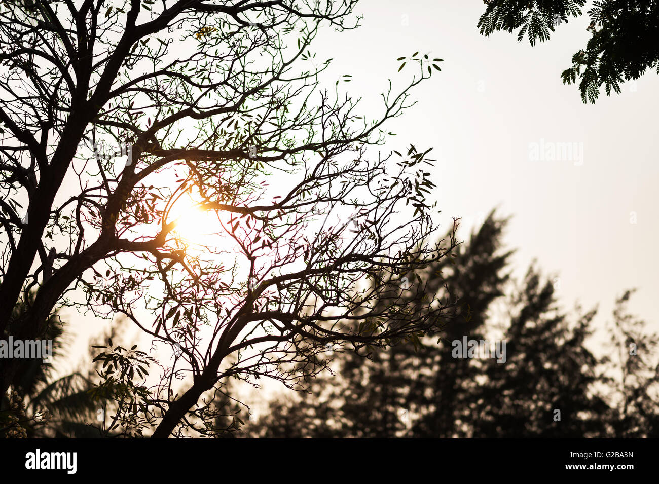 An Branch of the tree on sunset Stock Photo - Alamy