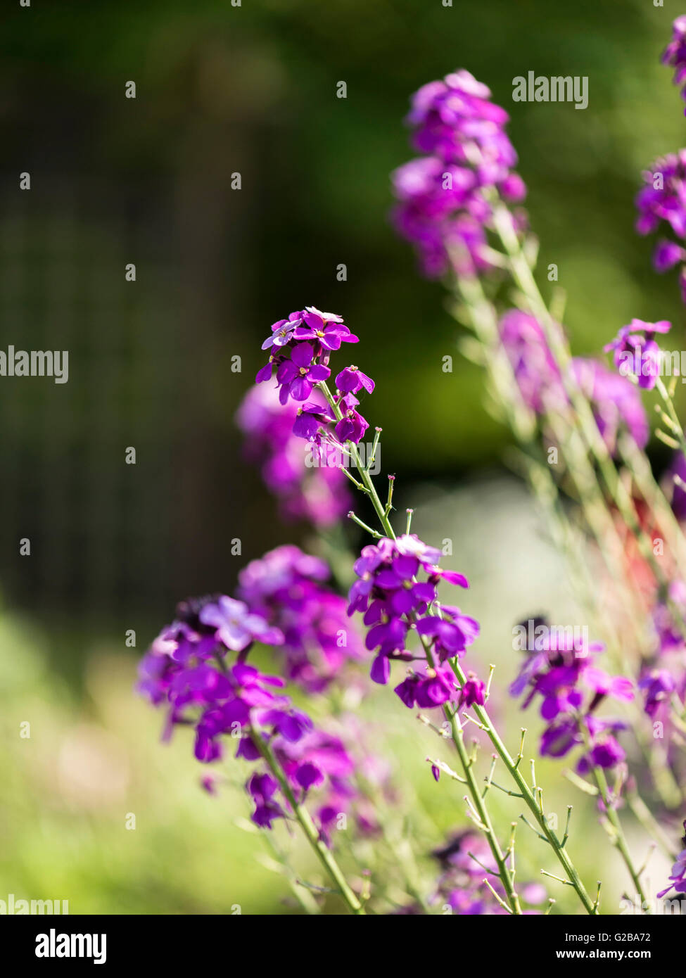 Beautiful vivid rosy purple bell shaped flowers of the Campion plant