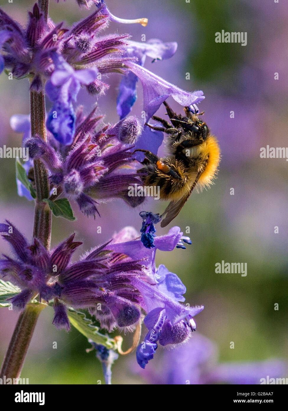 Spring Pollinator, Bumblebee (Bombus) collecting nectar from the vivid blue bell shaped flowers of the Salvia or sage plant. Stock Photo