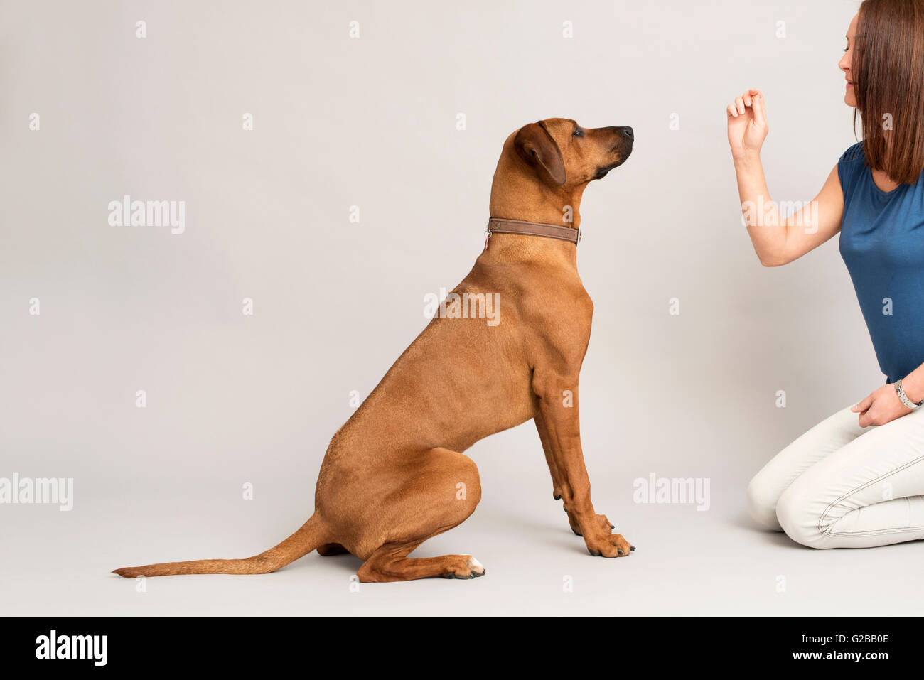 rhodesian ridgeback obedience