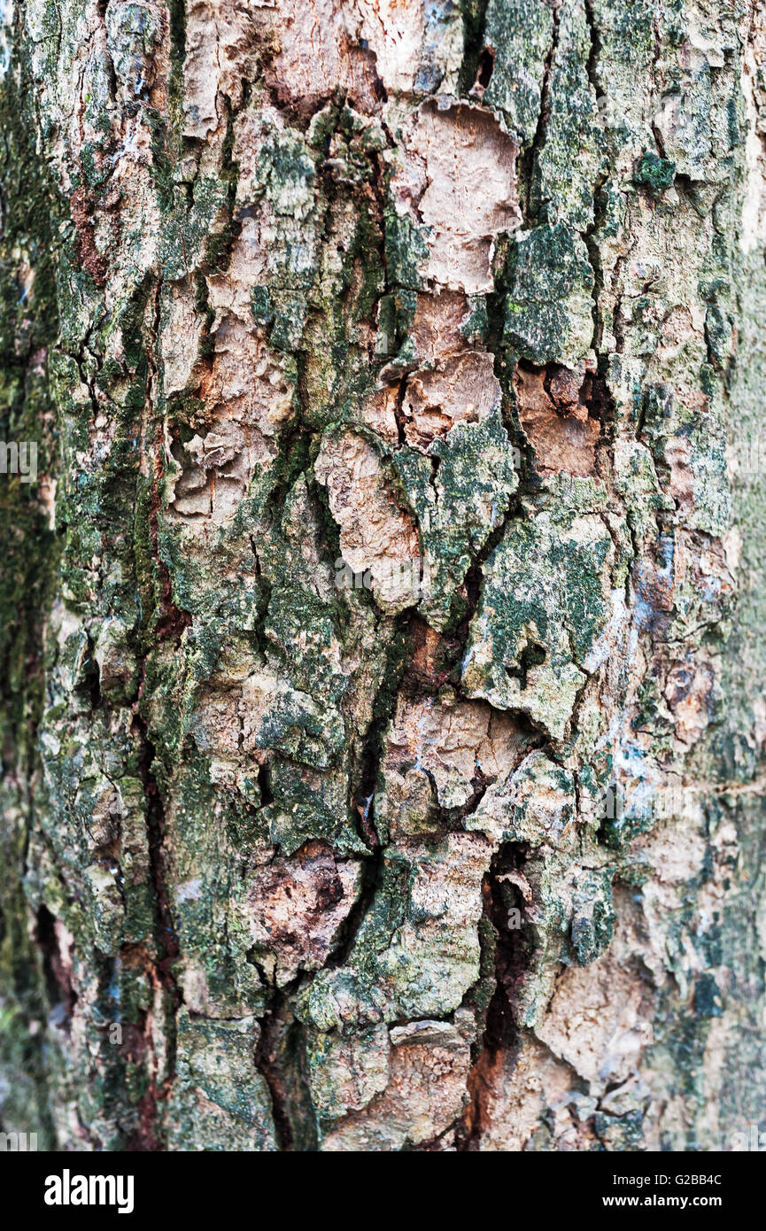 An Bark tree texture in soft light Stock Photo - Alamy