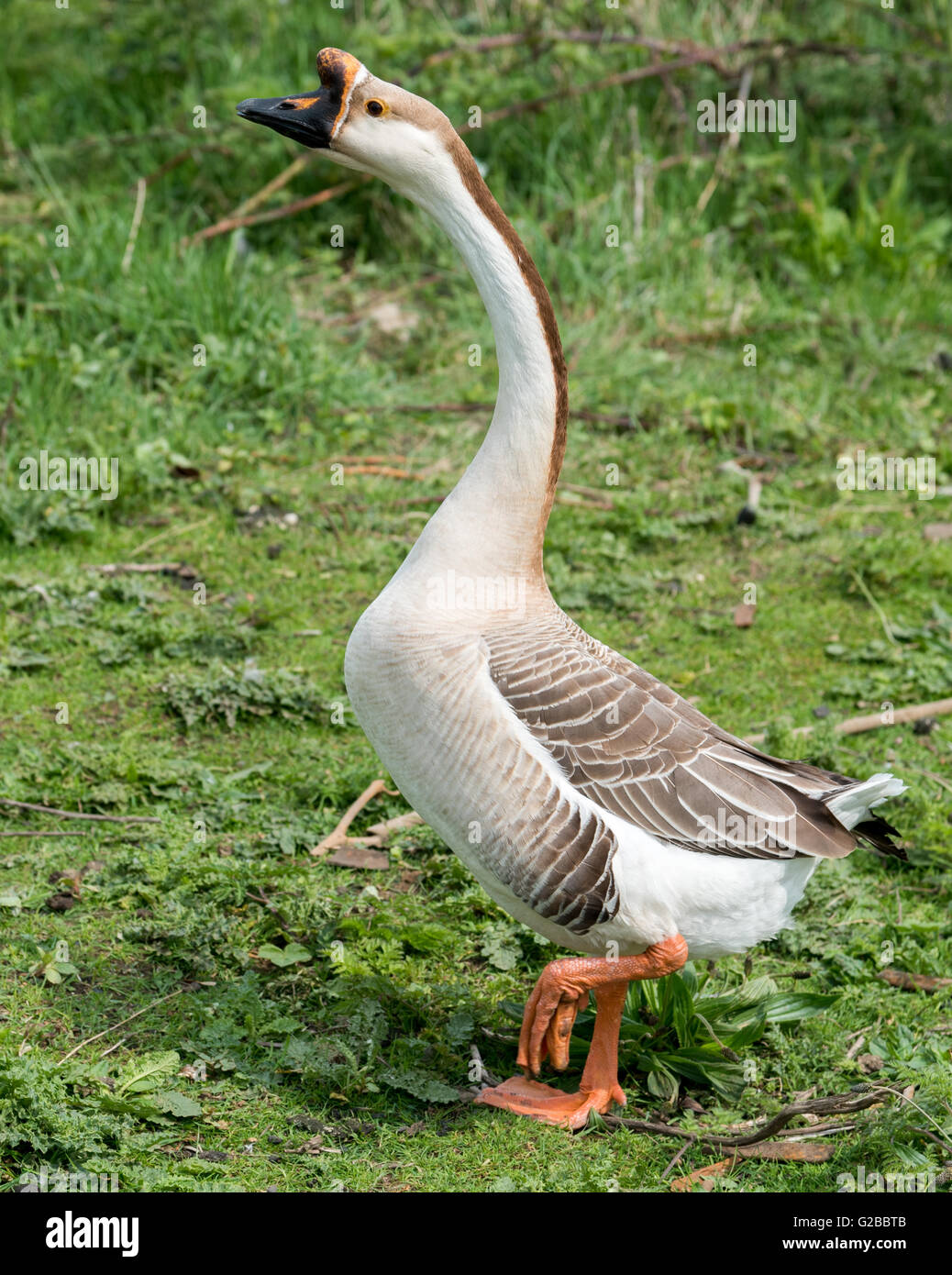 Swan Goose threatening Stock Photo
