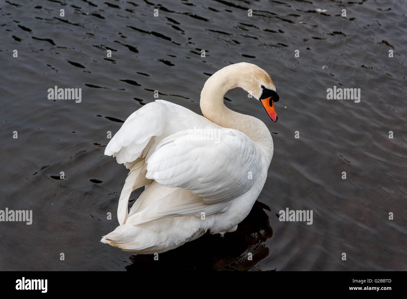 Swan over the Shoulder Stock Photo