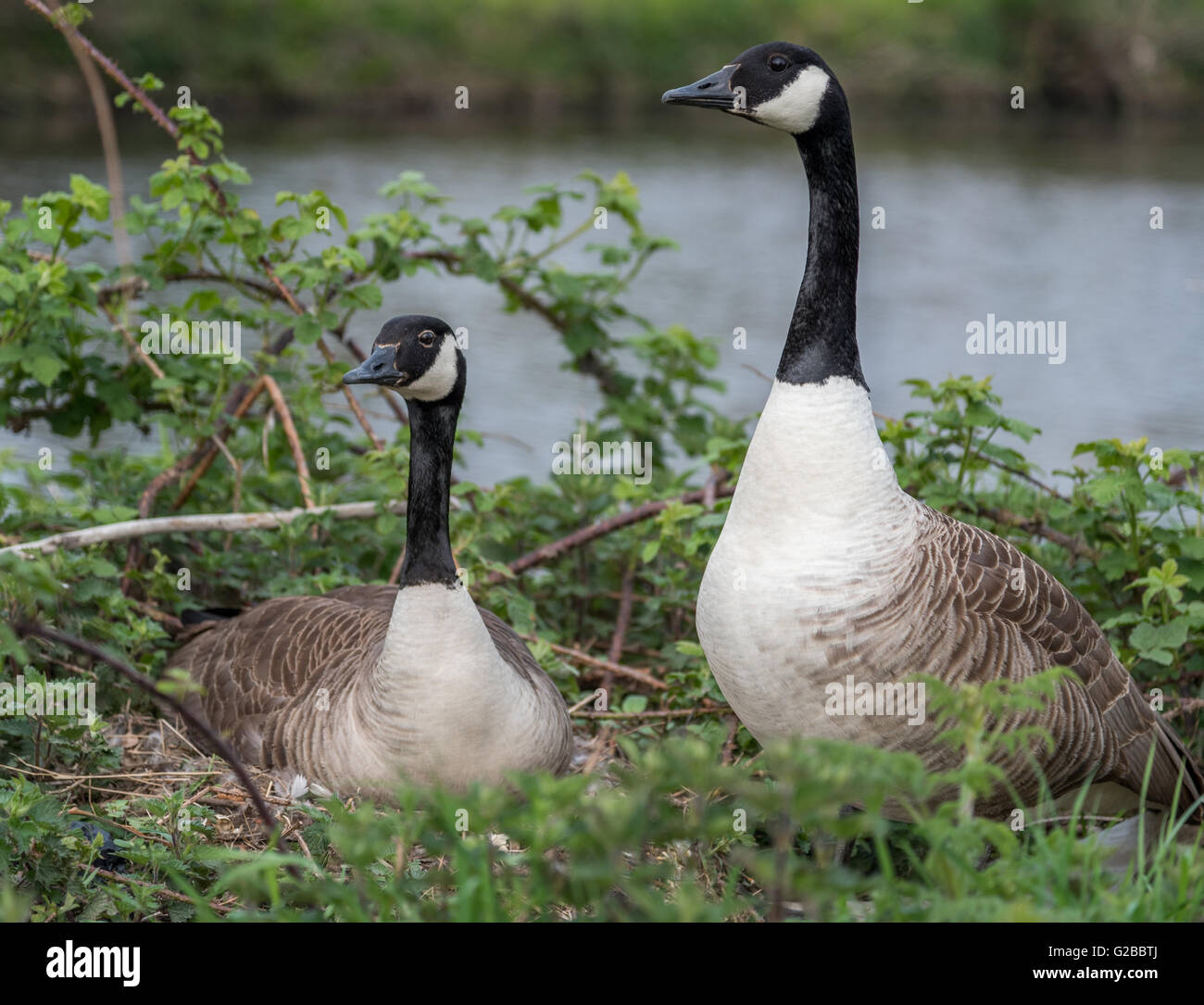 Canadian Geese Nesting Stock Photo Alamy