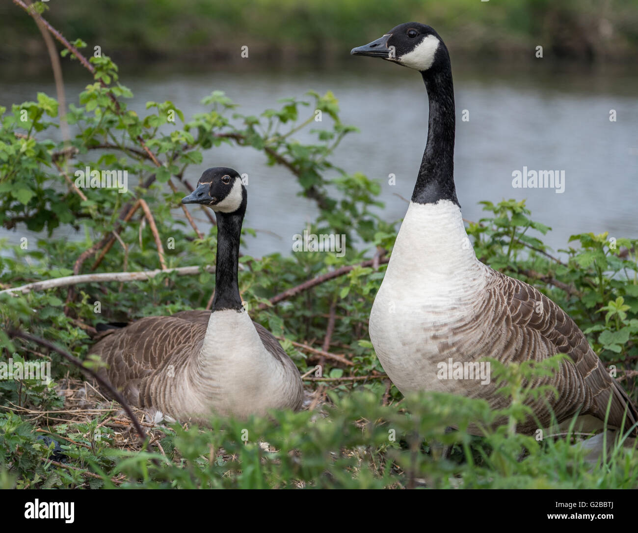 Nesting geese hi-res stock photography and images - Alamy