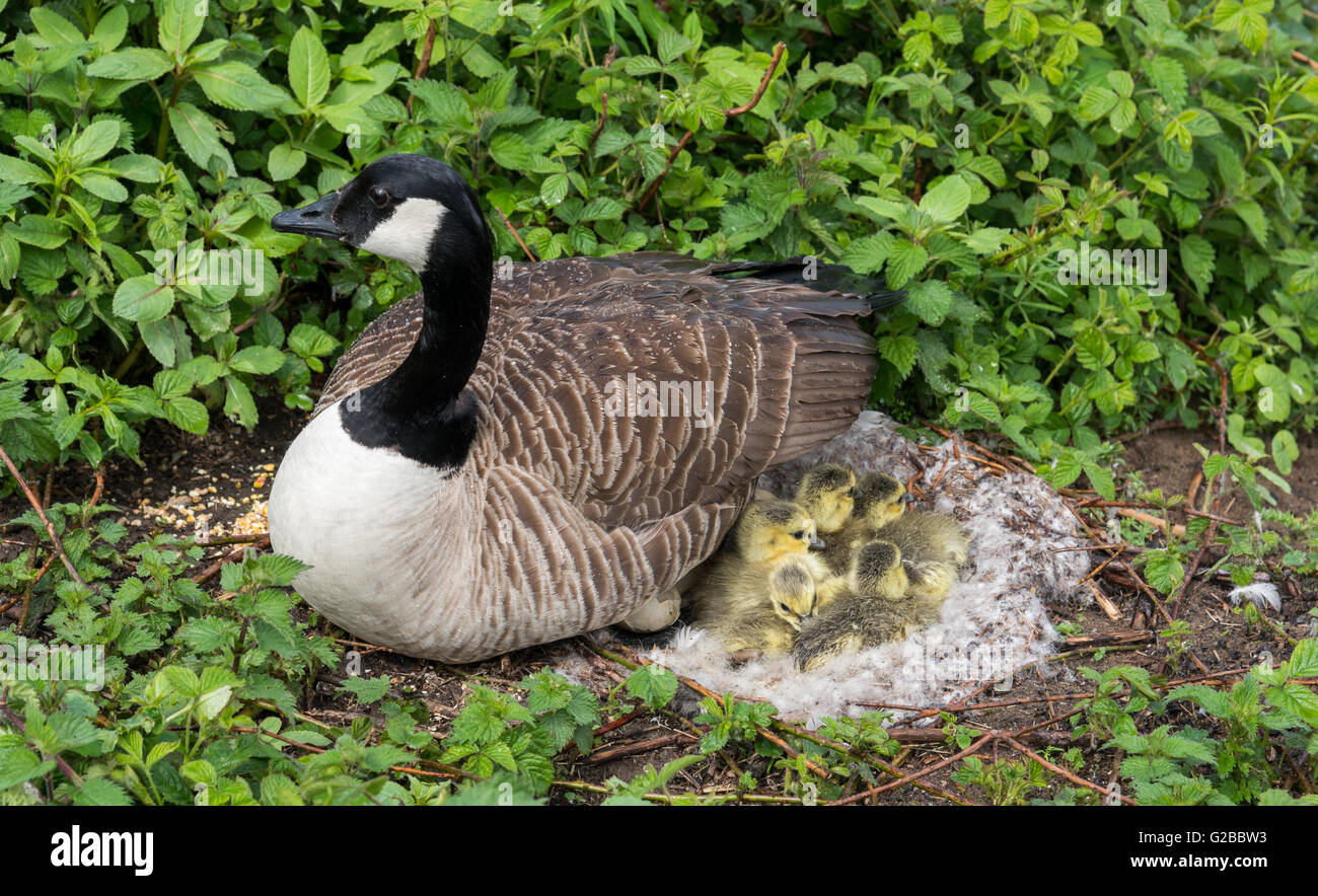 Canadian goose nest hires stock photography and images Alamy