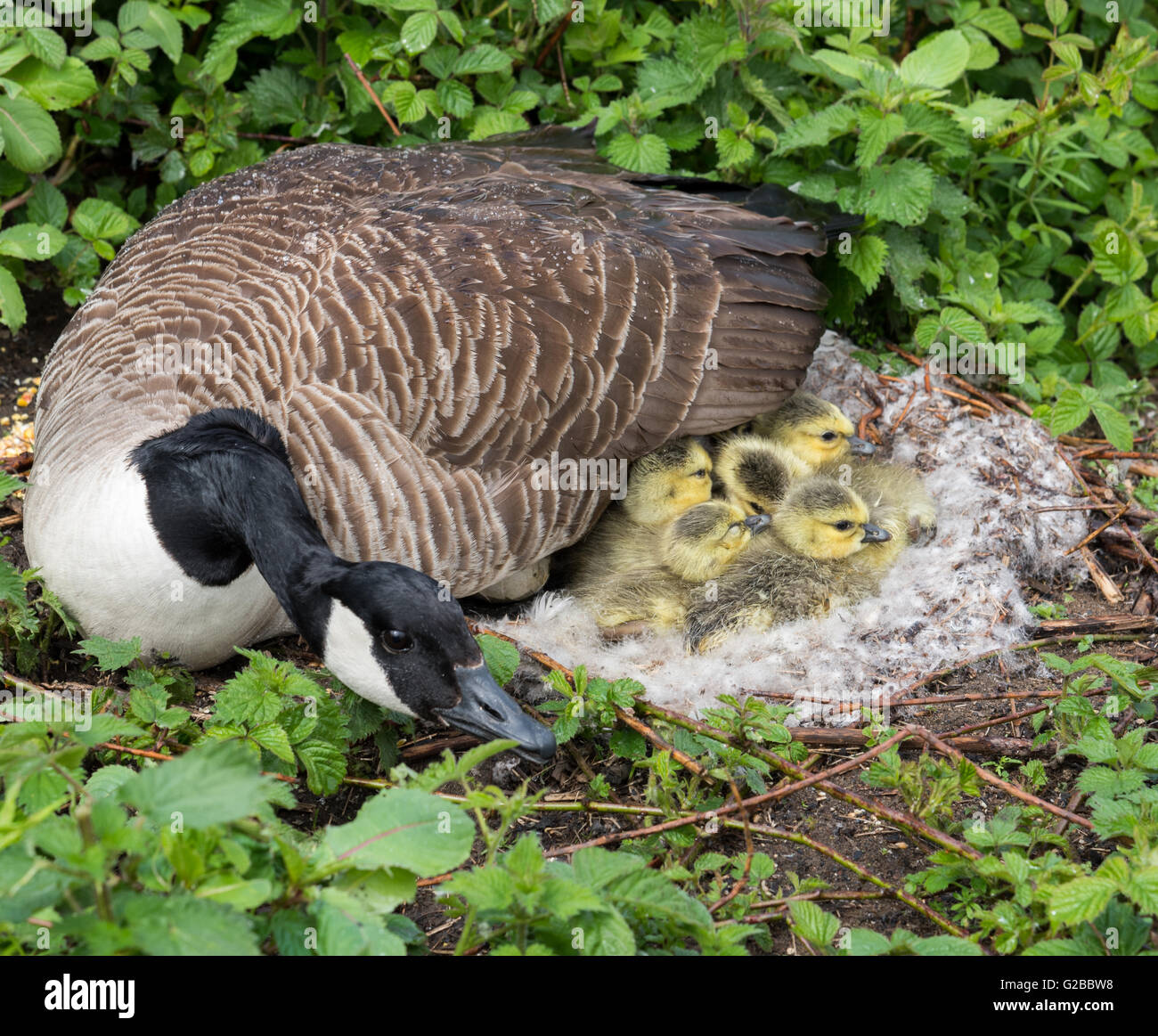 canadian-goose-protecting-her-young-G2BB