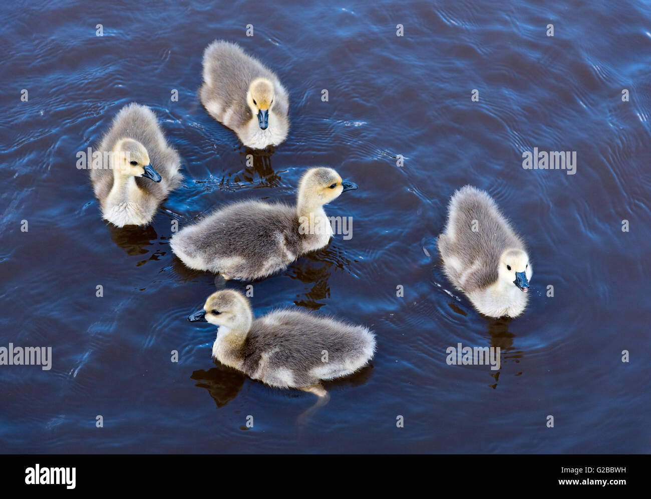 Canadian Gosling's swimming Stock Photo