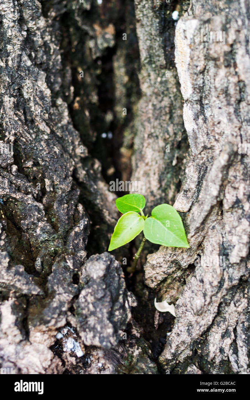 Small tree big tree hi-res stock photography and images - Alamy