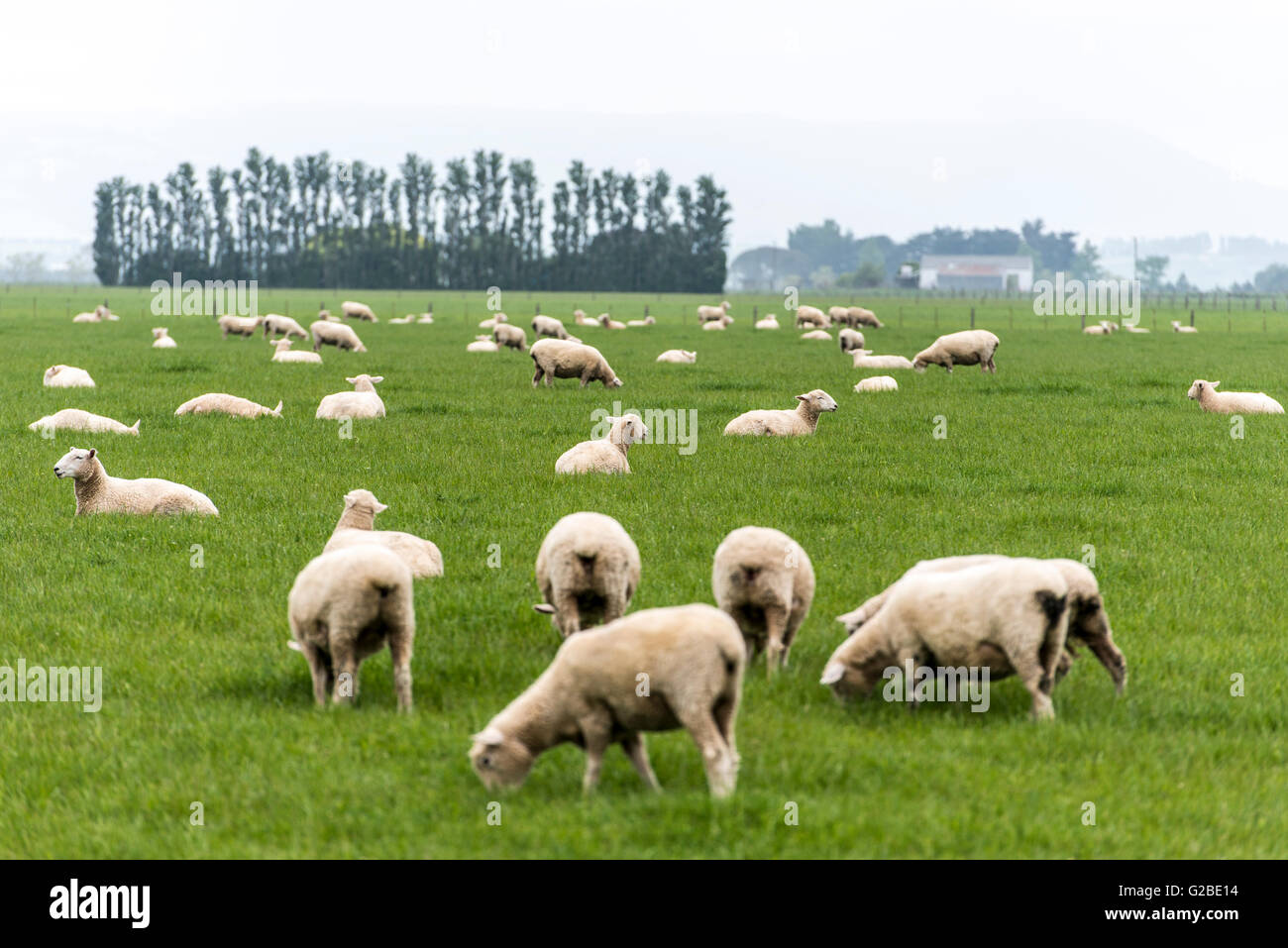 sheep on New Zealand pasture Stock Photo