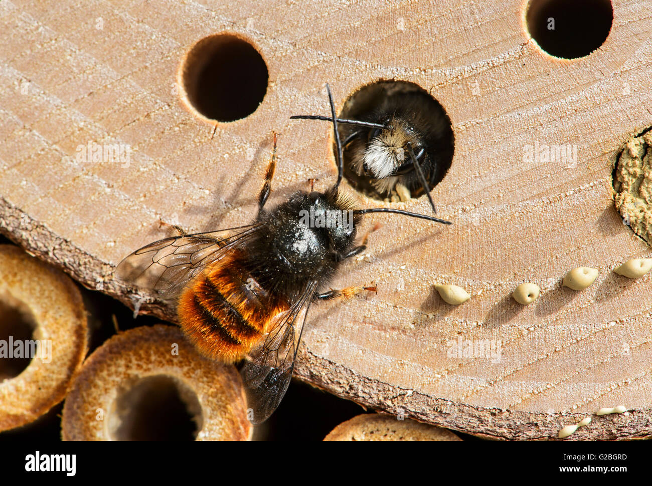 Hatching red mason bee (Osmia bicornis), familiy of Megachilidae (Megachilidae), Bee Hotel, artificial breeding site Stock Photo