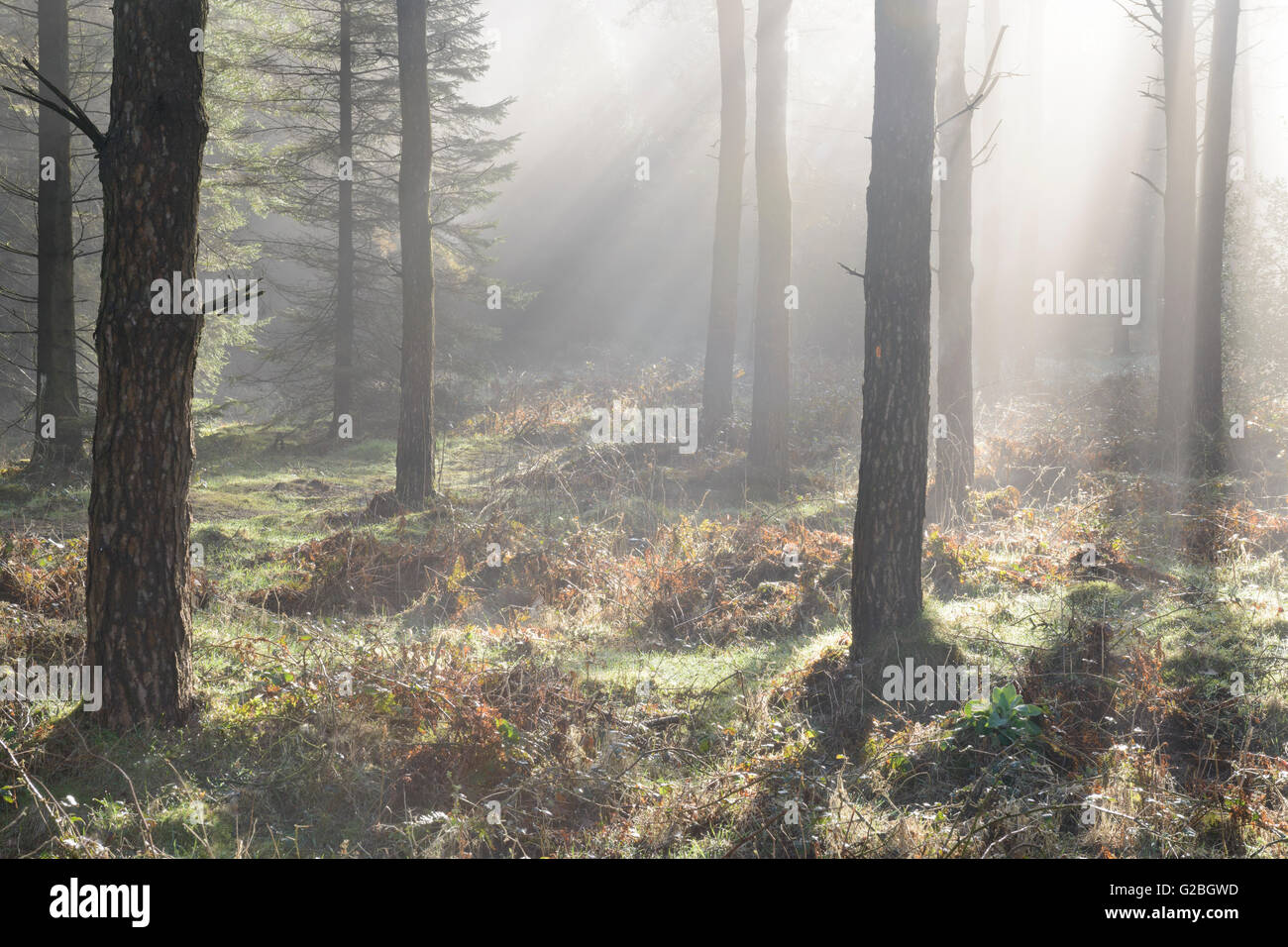 Stockhill woods hi-res stock photography and images - Alamy