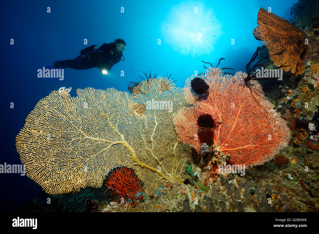 Diver backlit over coral reef with various gorgonians, Great Barrier Reef, Queensland, Cairns, Pacific Ocean, Australia Stock Photo
